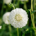 Dalia 'Myama Fubuki'