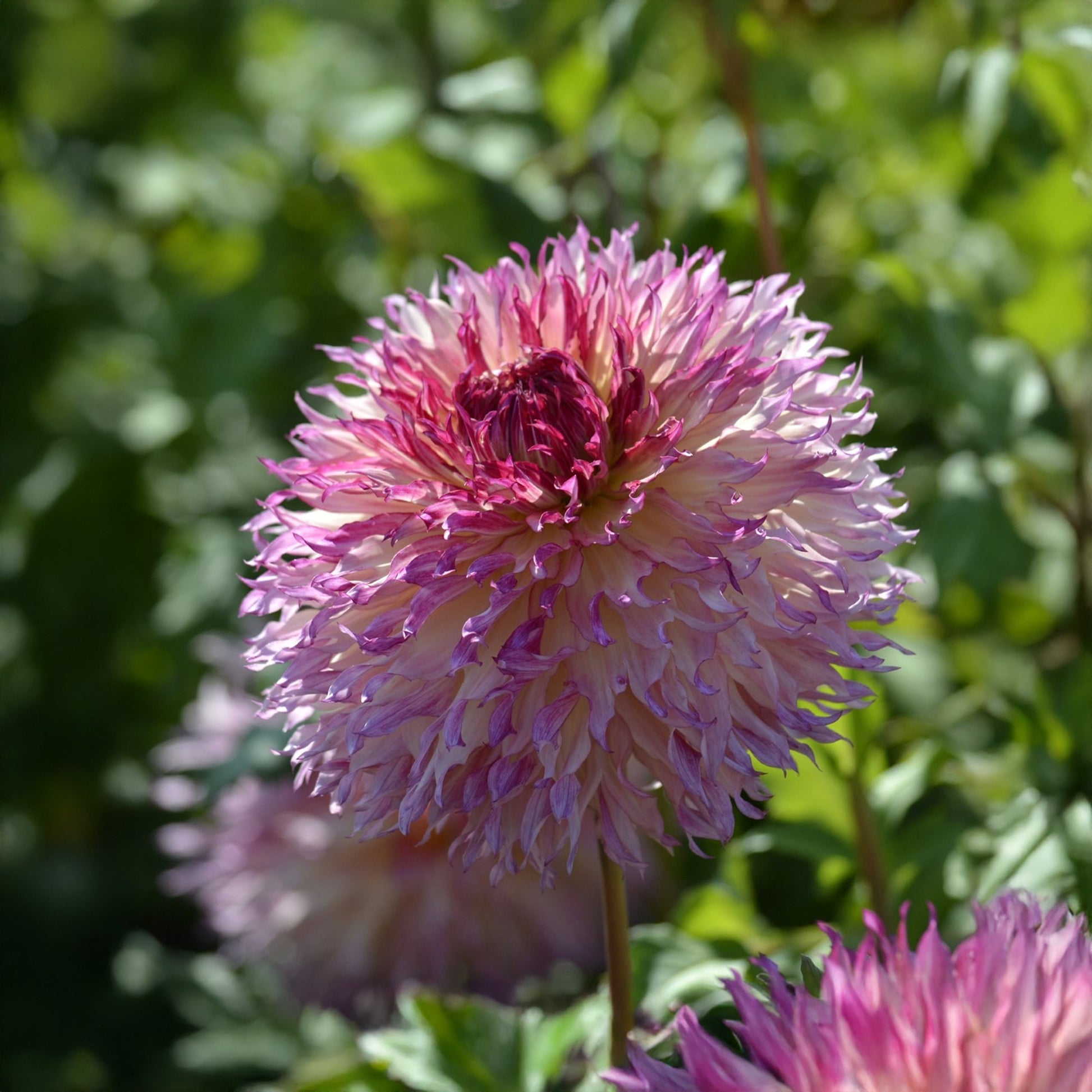 Dalia 'Myrtle's Folly'