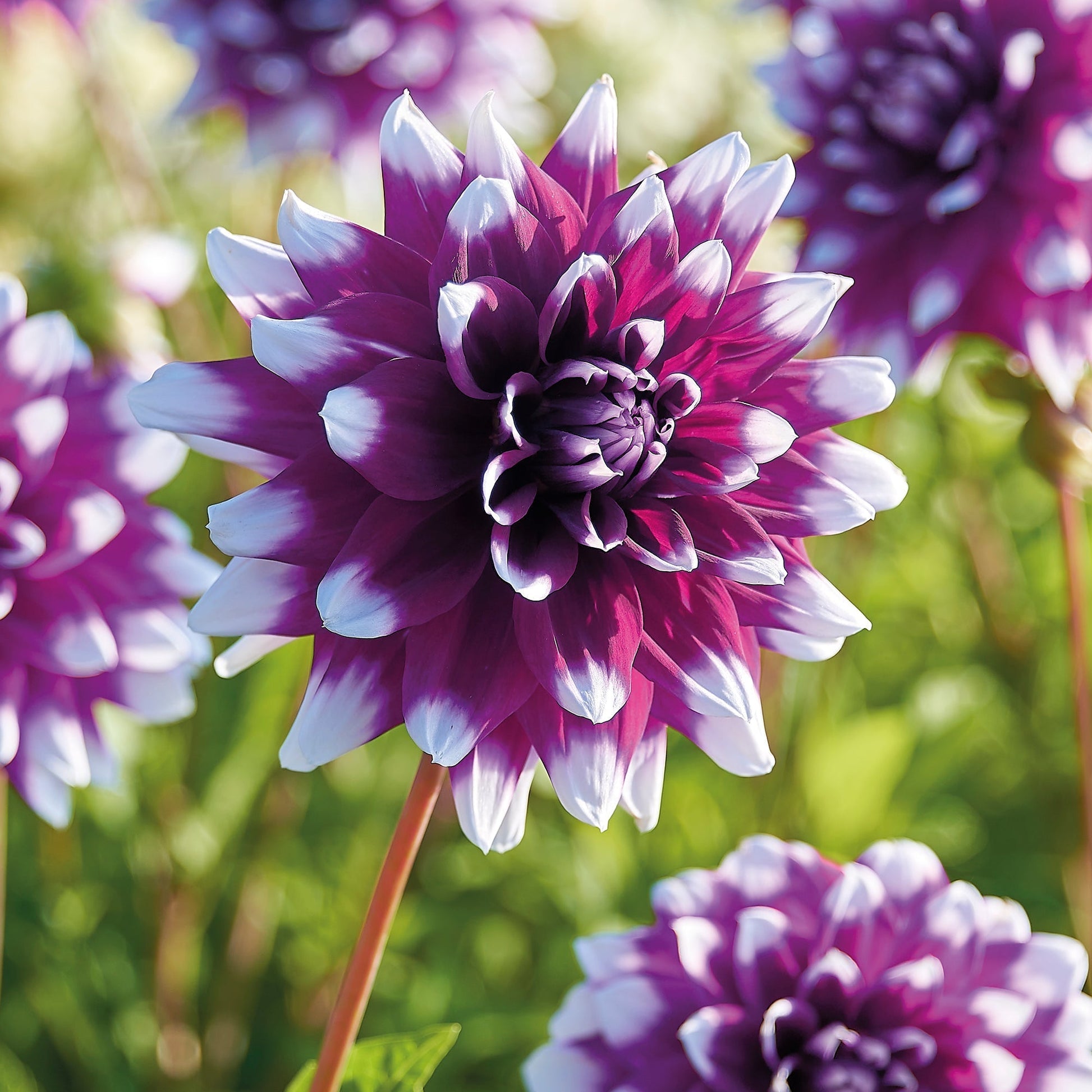 Dalia 'Mystery Day'