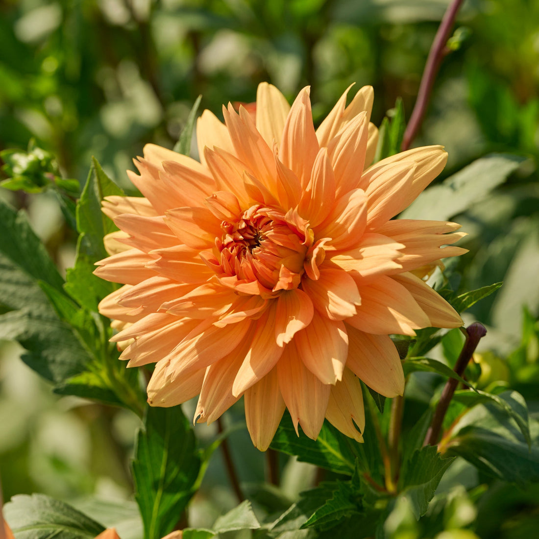 Dalia 'Noordwijks Glorie'