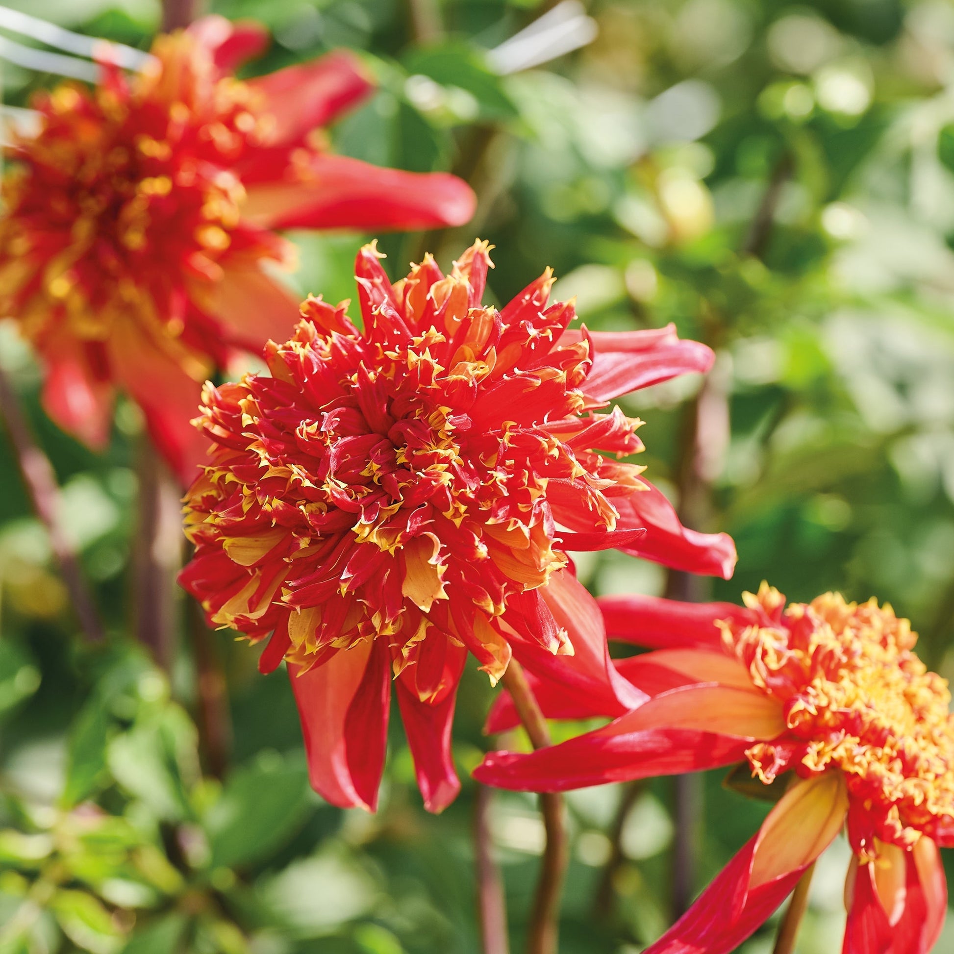 Dalia 'Octopus Sparkle'