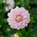 Dalia 'Offshore Dream'