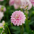 Dalia 'Offshore Dream'