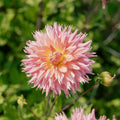 Dalia 'Omega'