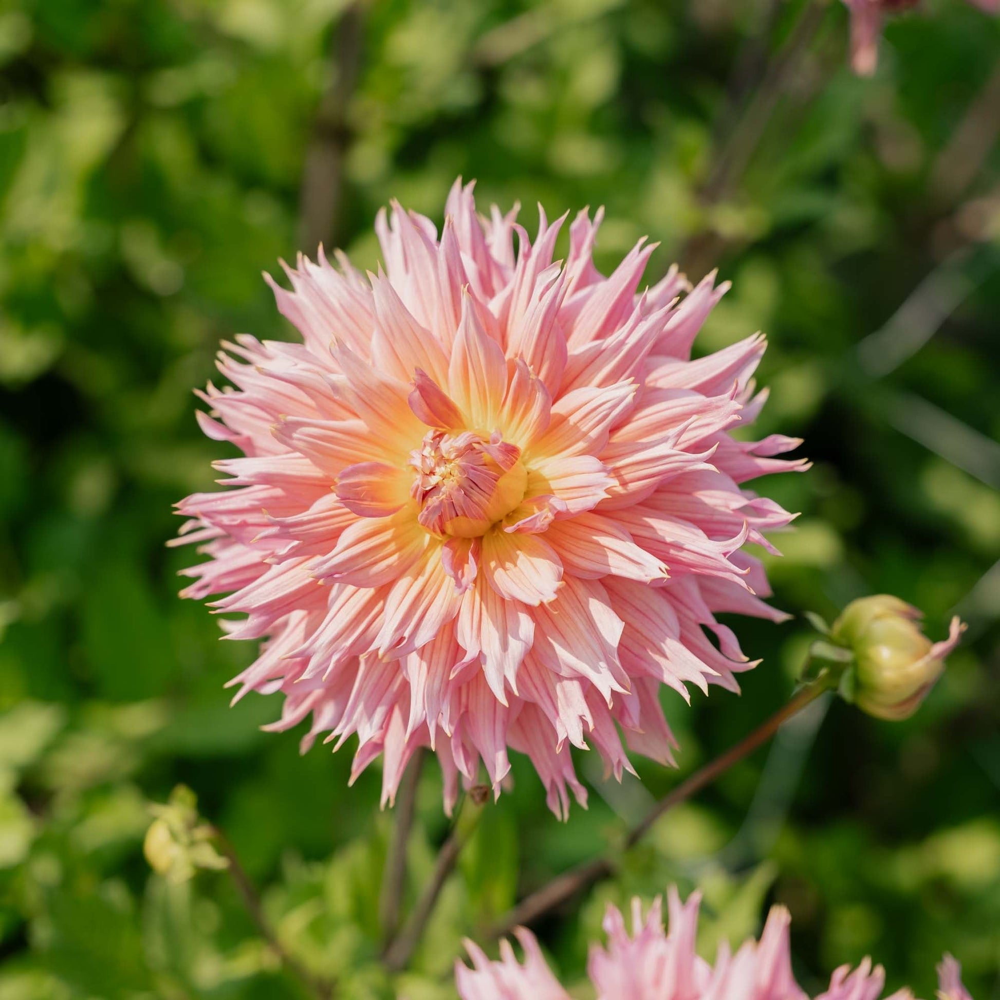 Dalia 'Omega'