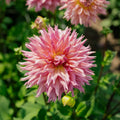 Dalia 'Omega'
