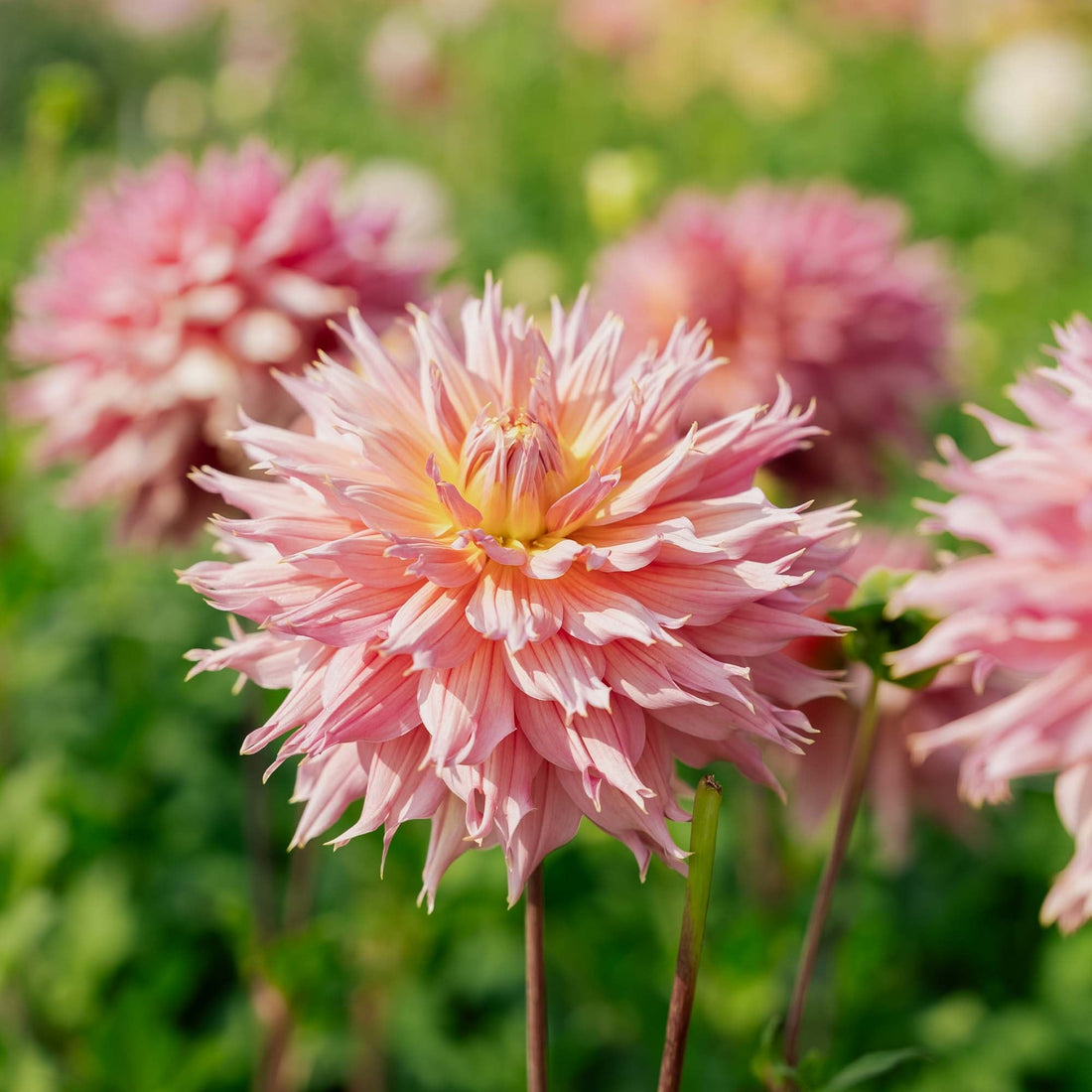 Dalia 'Omega'