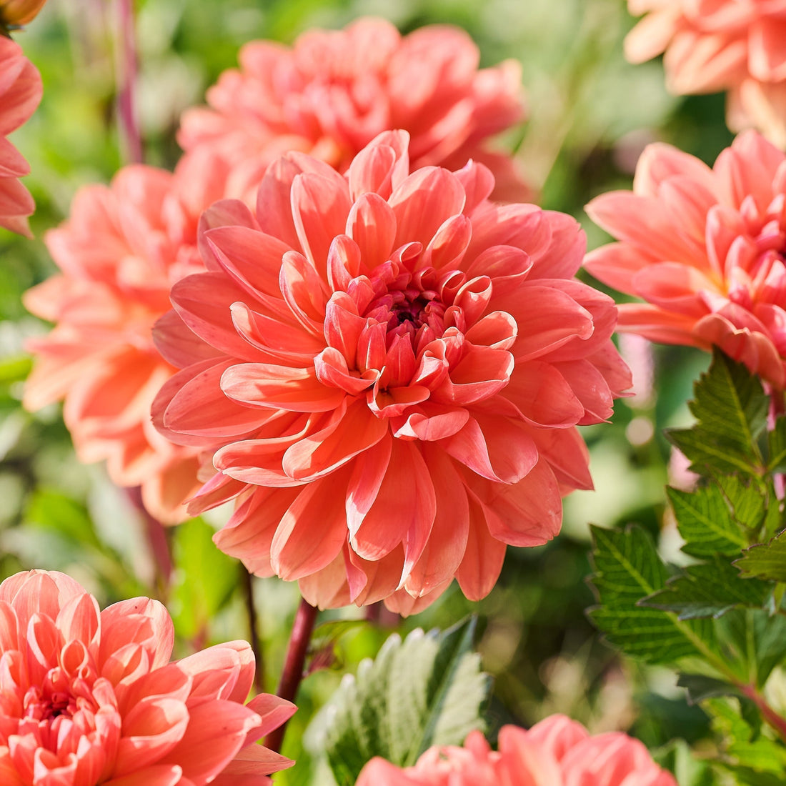 Dalia 'Orange King'