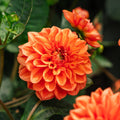 Dalia 'Orange Nugget'