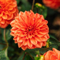 Dalia 'Orange Nugget'