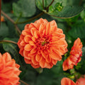 Dalia 'Orange Nugget'