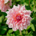 Dalia 'Otto's Thrill'