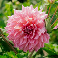 Dalia 'Otto's Thrill'