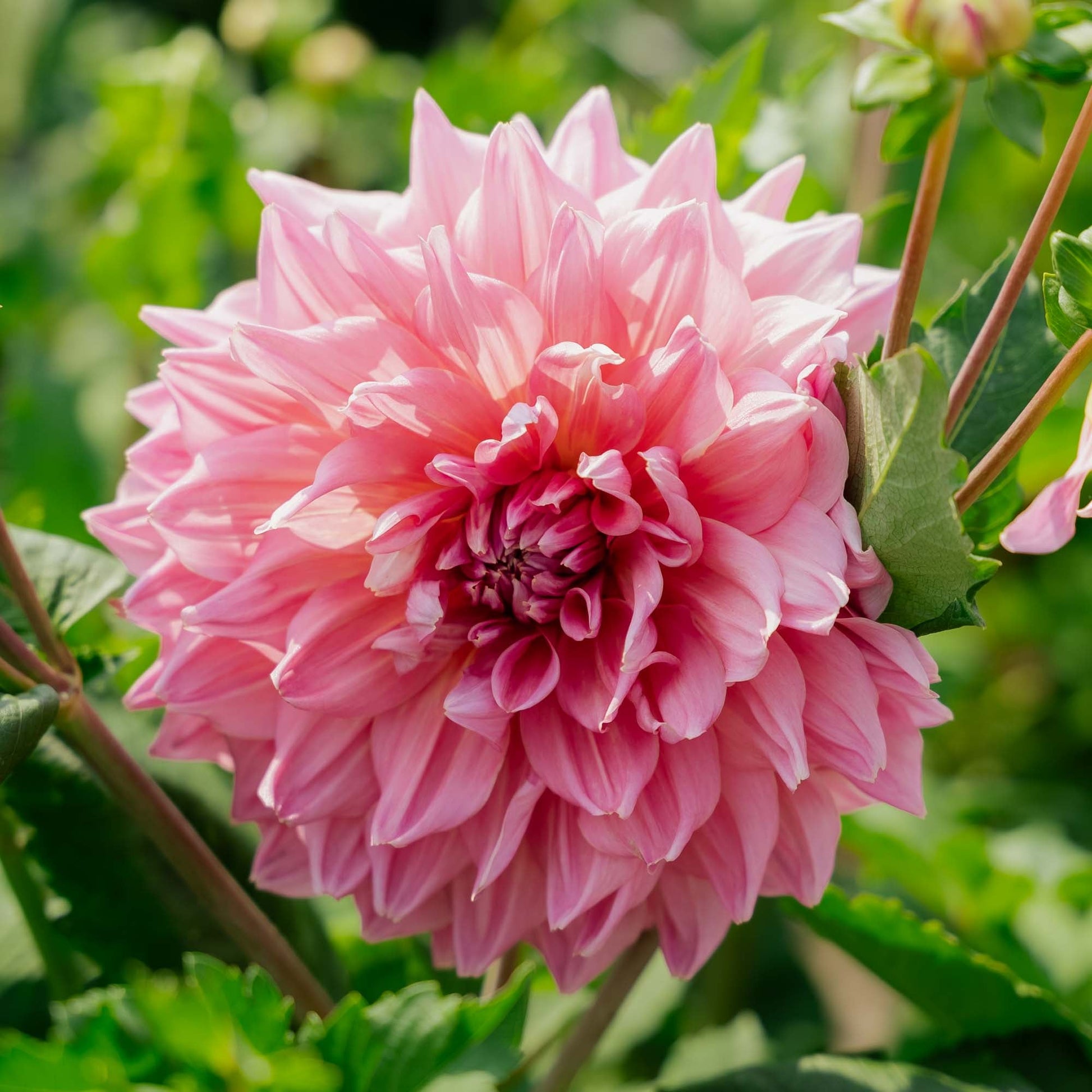 Dalia 'Otto's Thrill'
