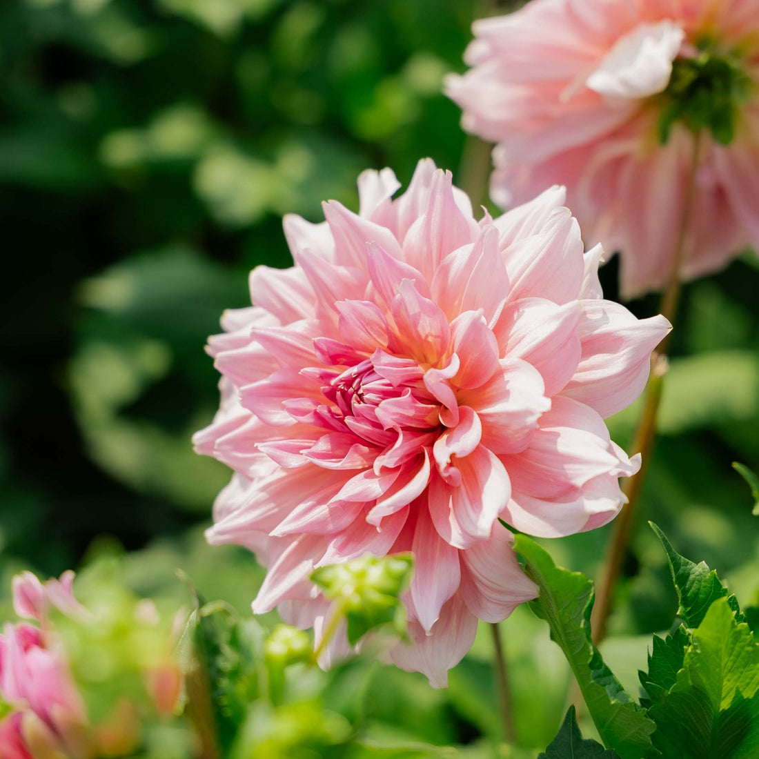 Dalia 'Otto's Thrill'