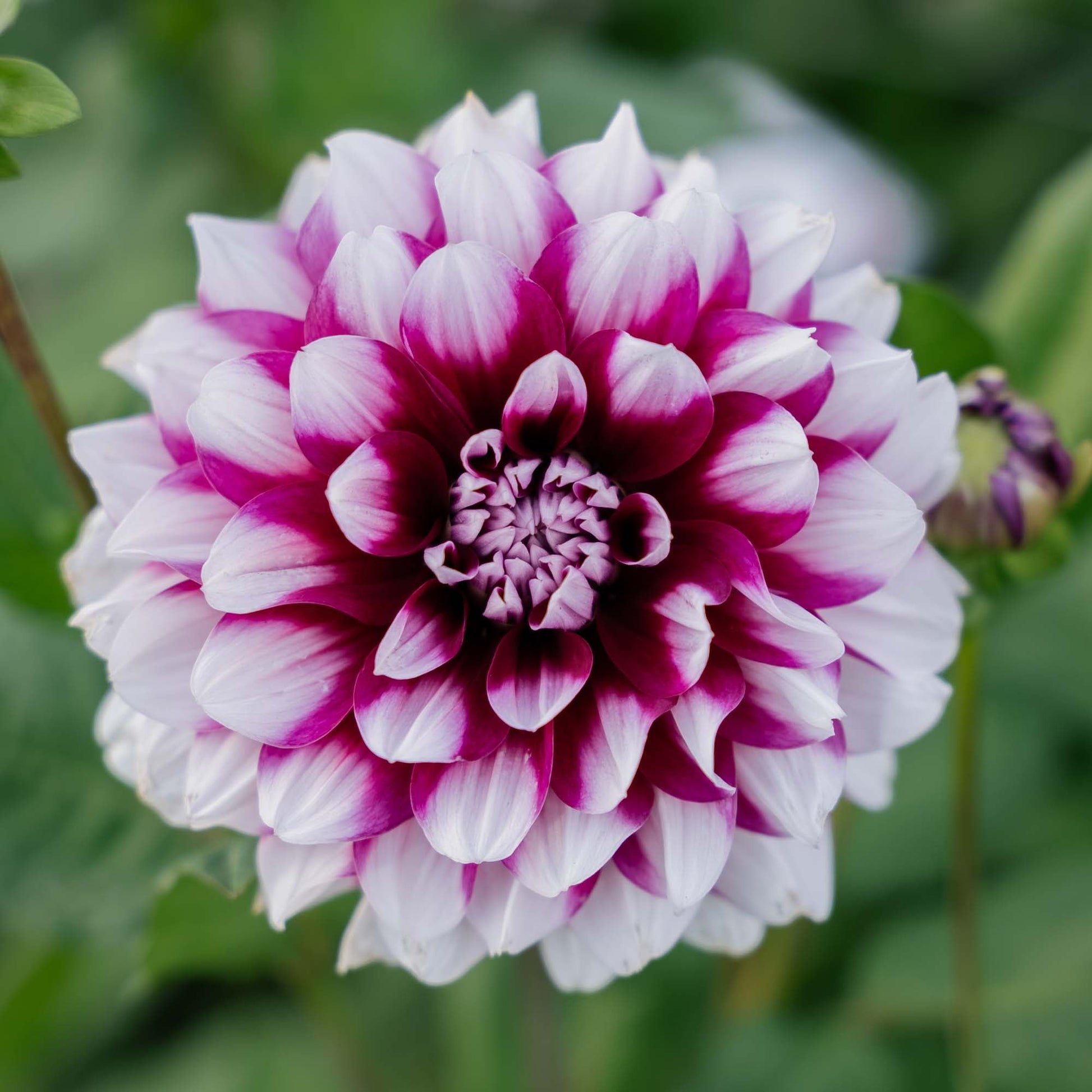 Dalia 'Patches'
