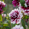 Dalia 'Patches'