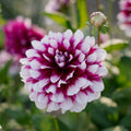 Dalia 'Patches'
