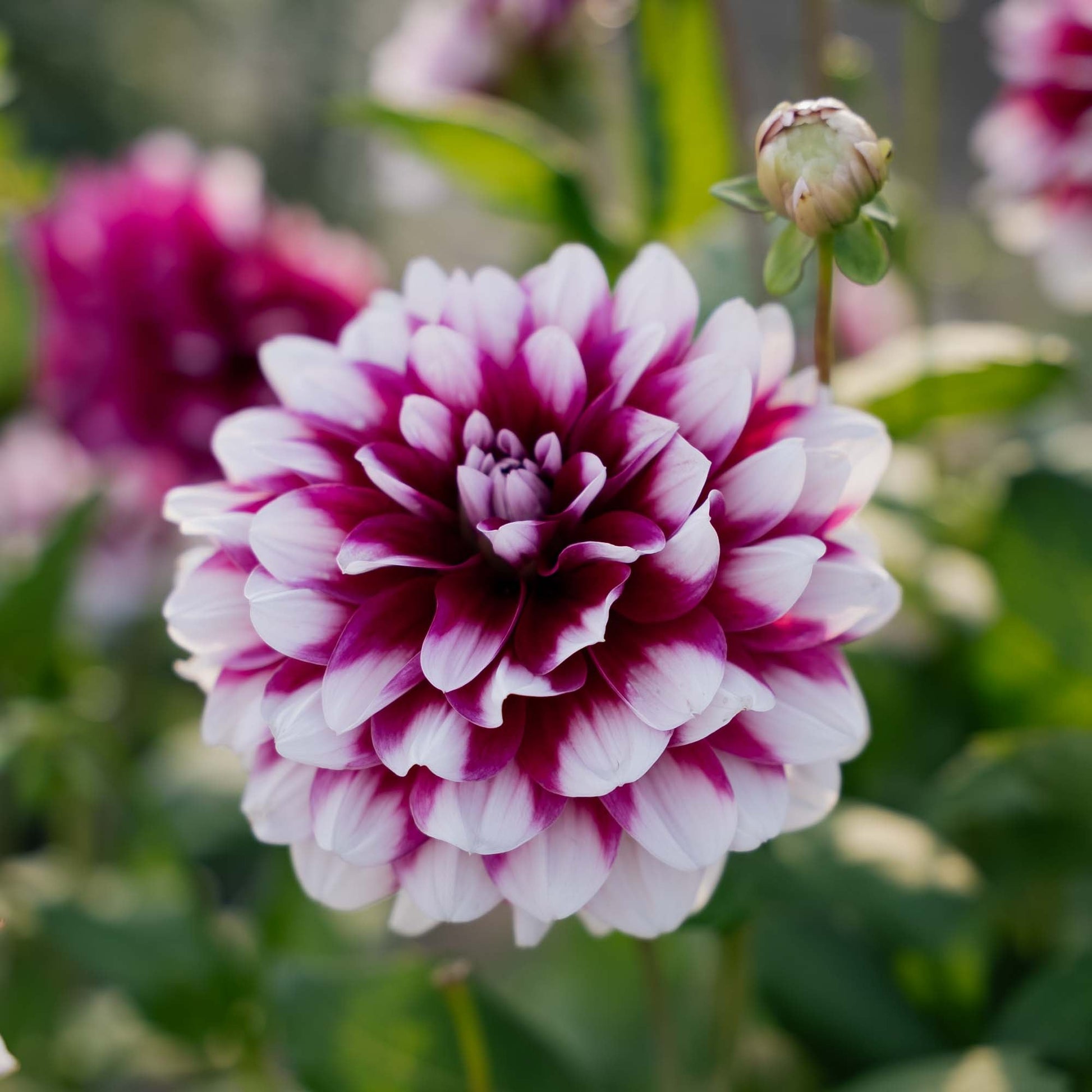 Dalia 'Patches'