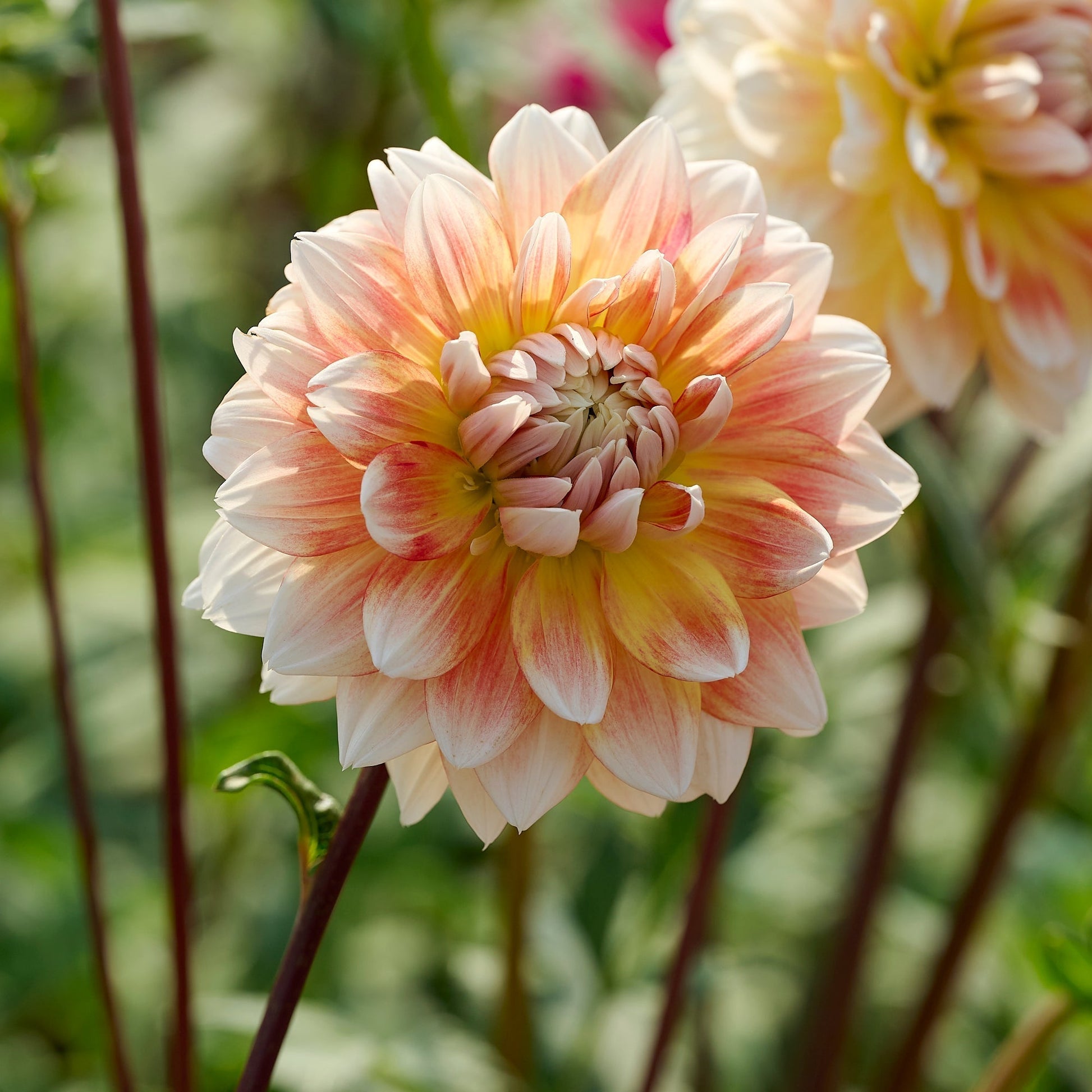 Dalia 'Peaches and Cream'