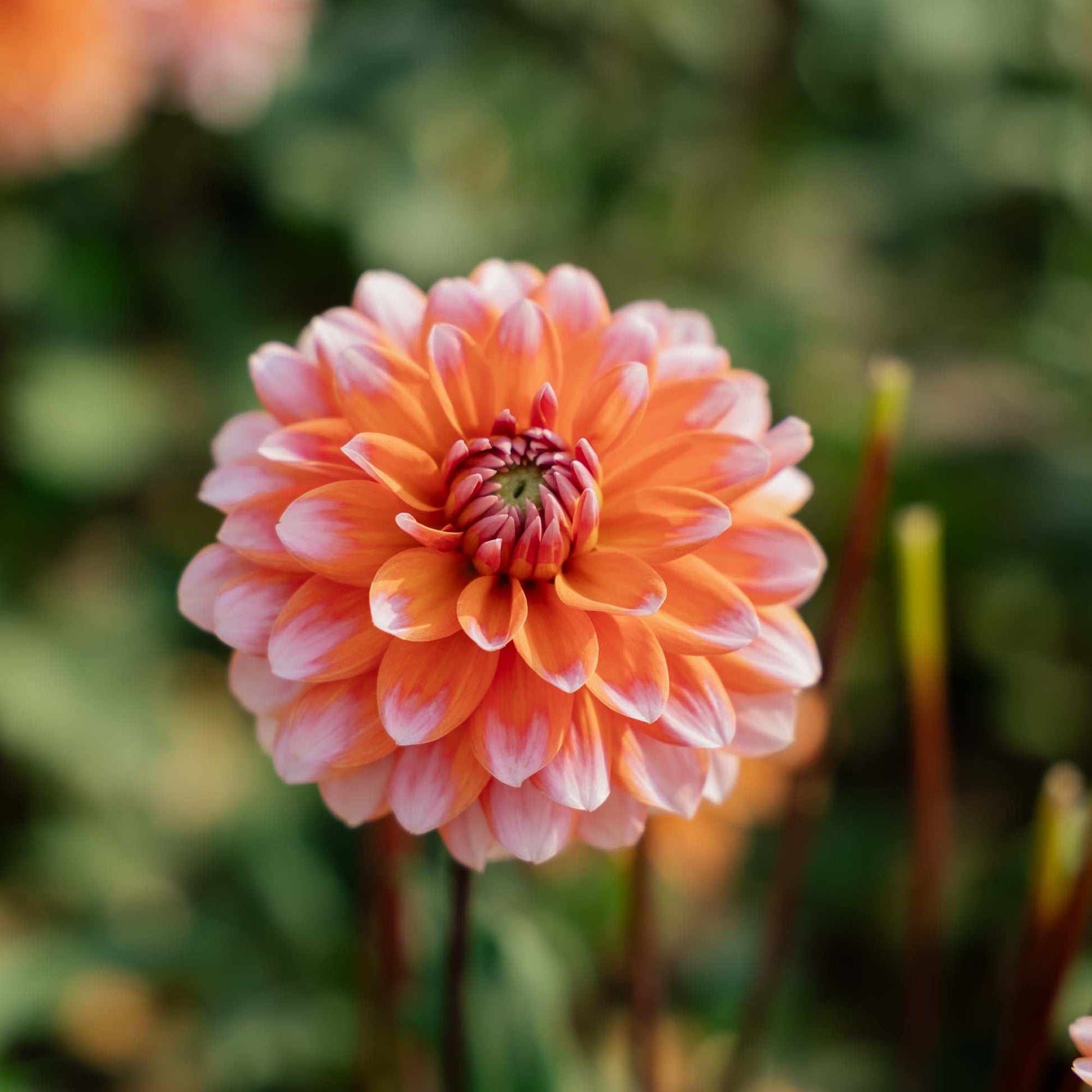 Dalia 'Peaches and Vanilla'