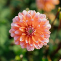 Dalia 'Peaches and Vanilla'