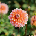 Dalia 'Peaches and Vanilla'