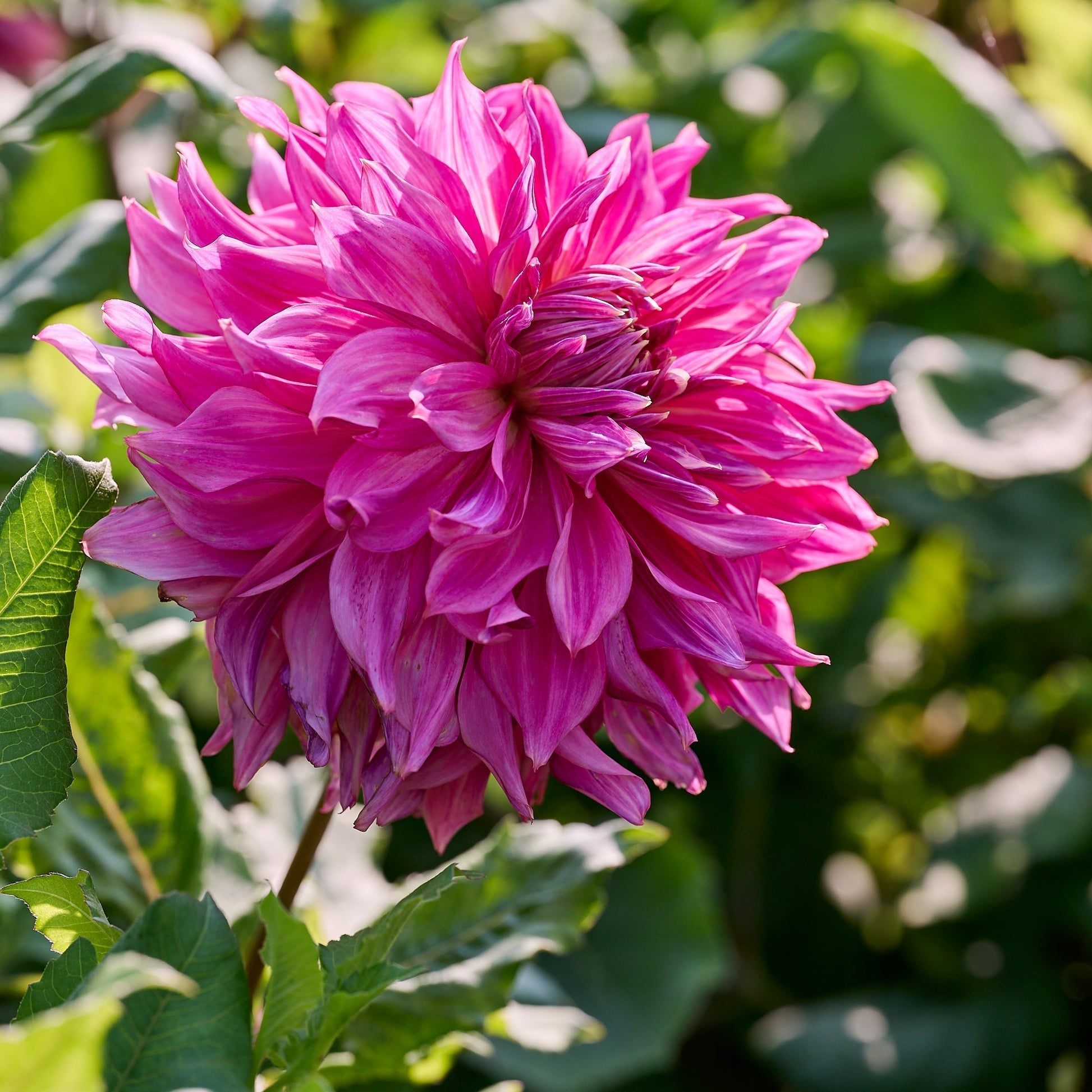 Dalia 'Penhill Dark Monarch'