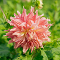 Dalia 'Penhill Watermelon'