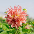 Dalia 'Penhill Watermelon'