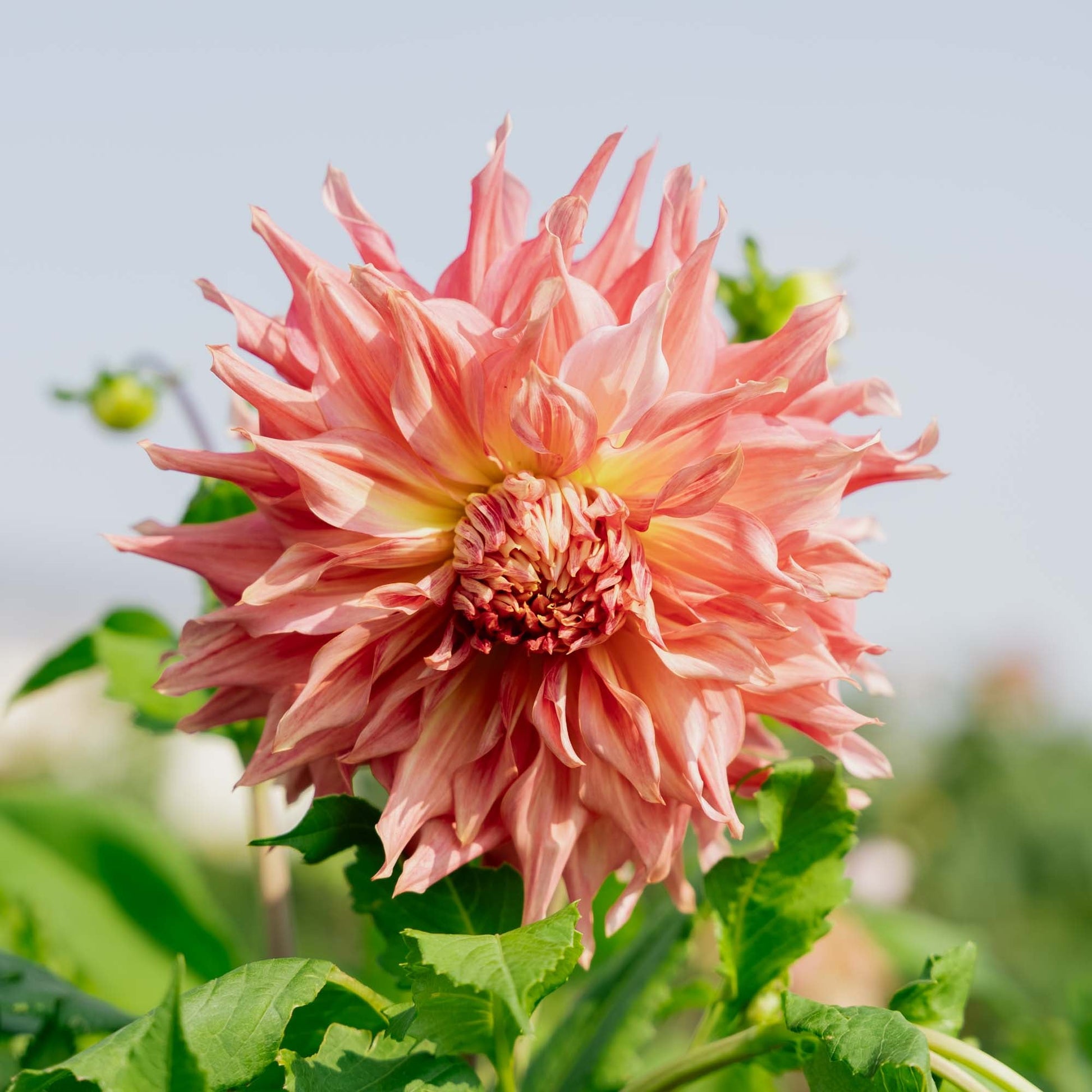 Dalia 'Penhill Watermelon'