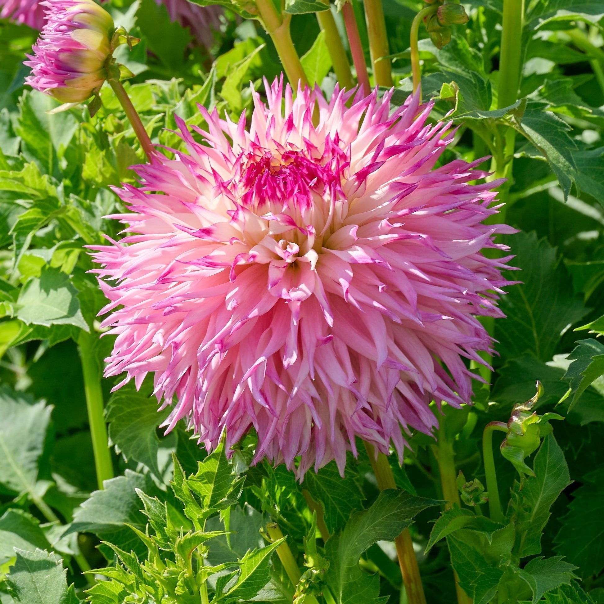 Dalia 'Pinelands Princess'