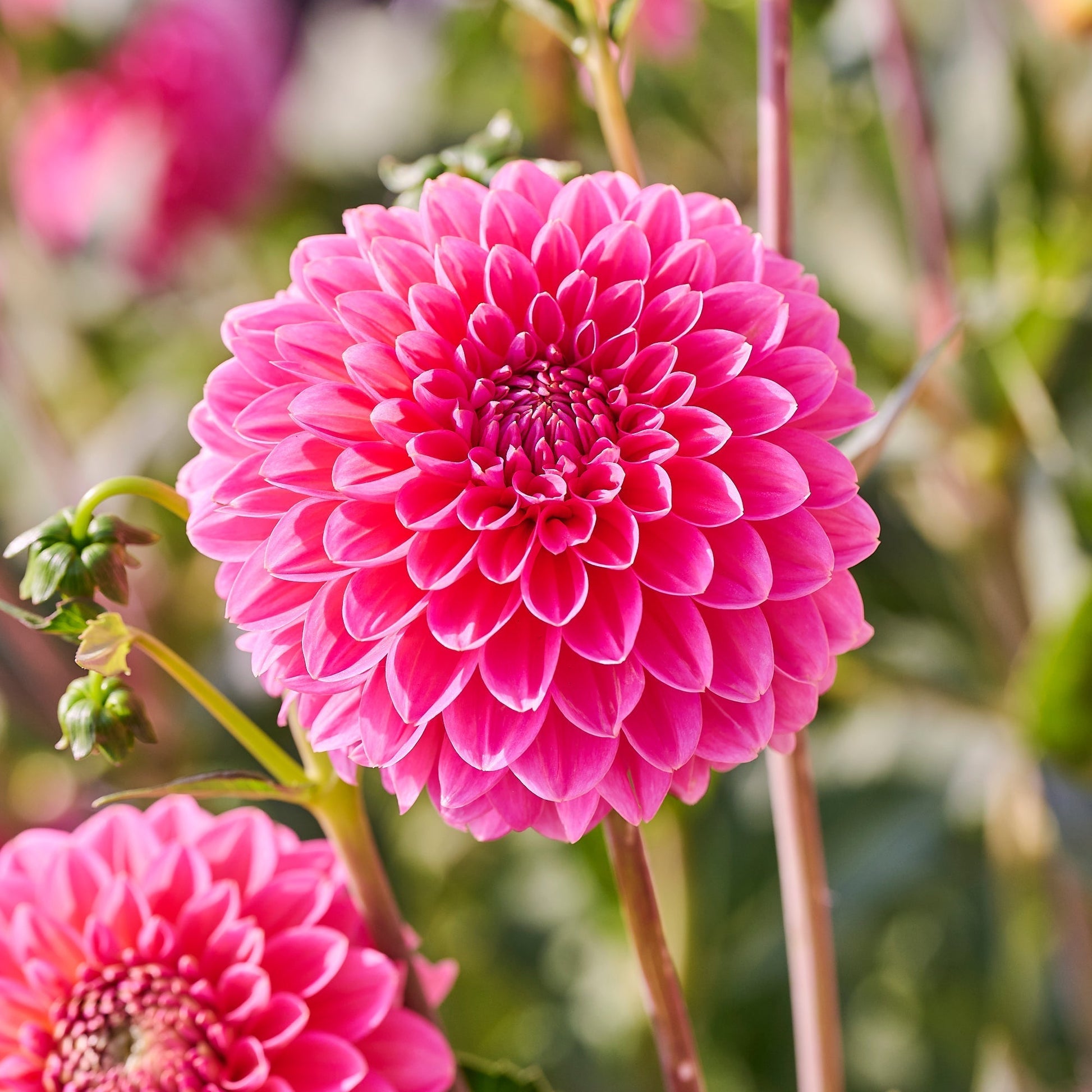 Dalia 'Pink Runner'