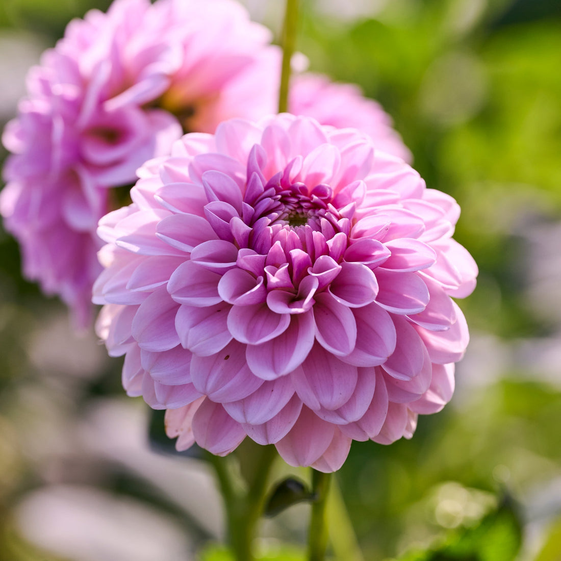 Dalia 'Pink Silk'