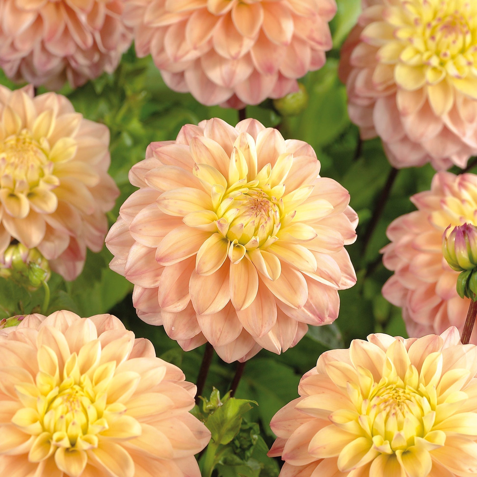 Dalia 'Princesse Elisabeth'
