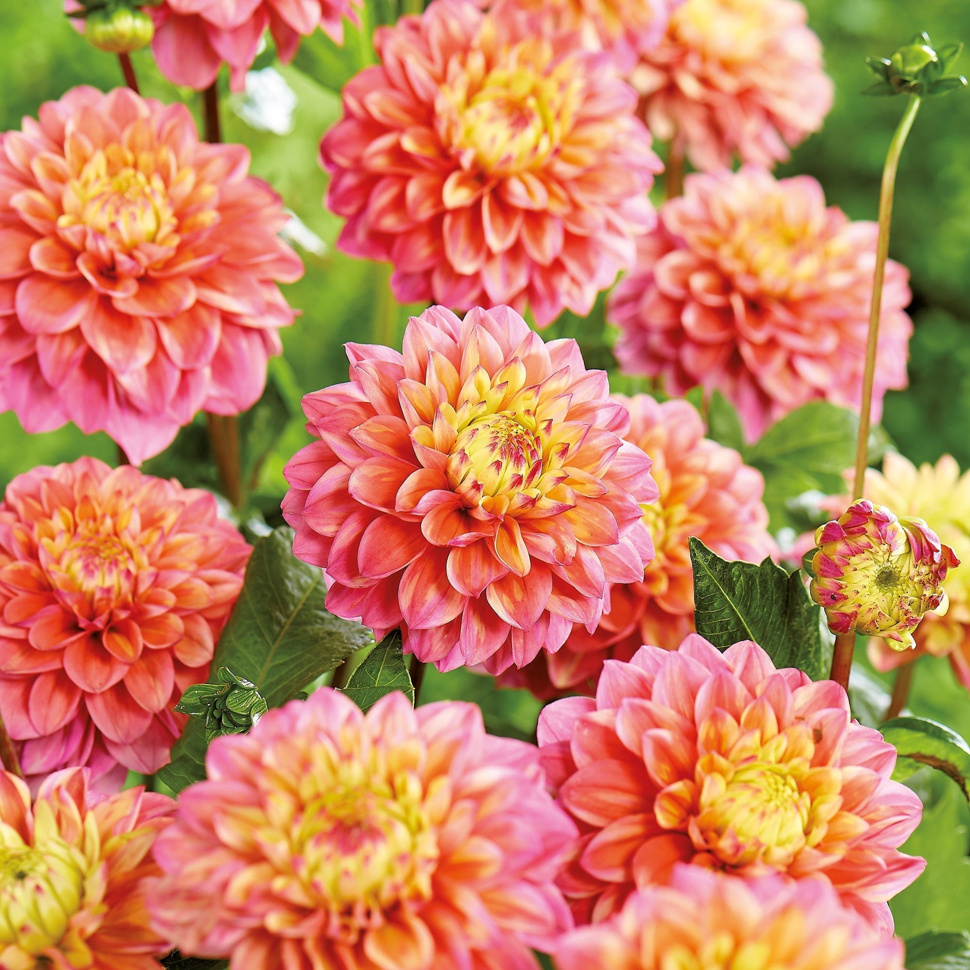 Dalia 'Princesse Gracia'