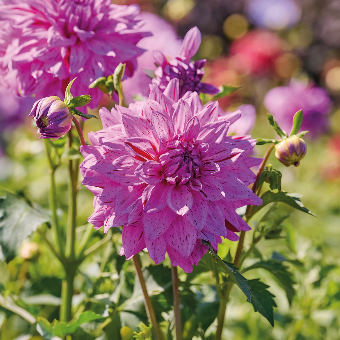 Dalia 'Prins Carnaval'