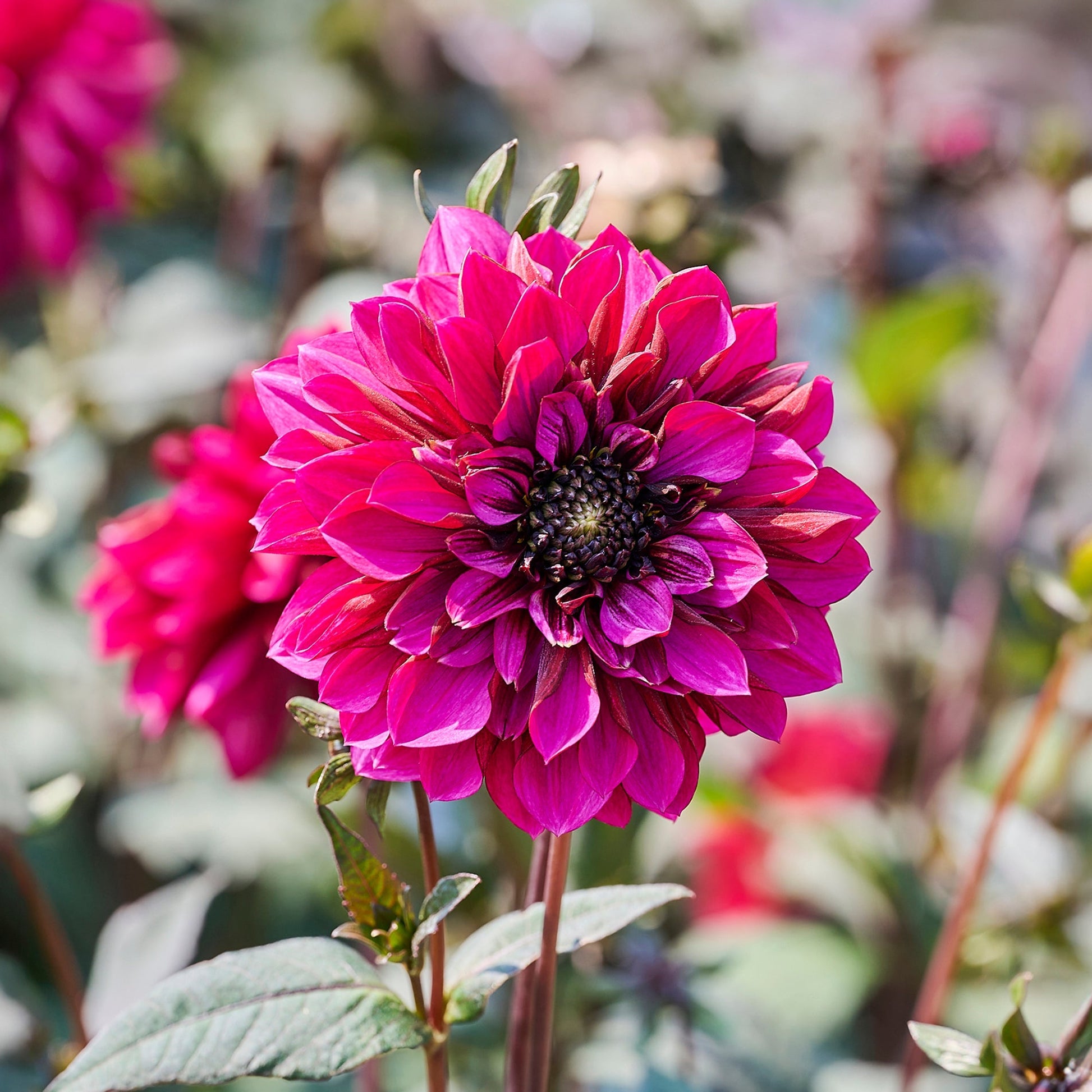 Dalia 'Purple Haze'
