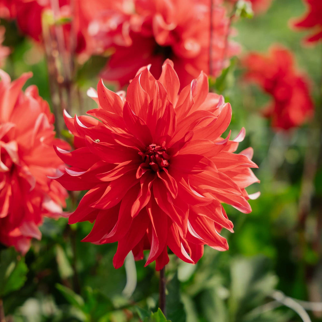 Dalia 'Red Labyrinth'