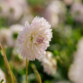 Dalia 'Sakura Fubuki'