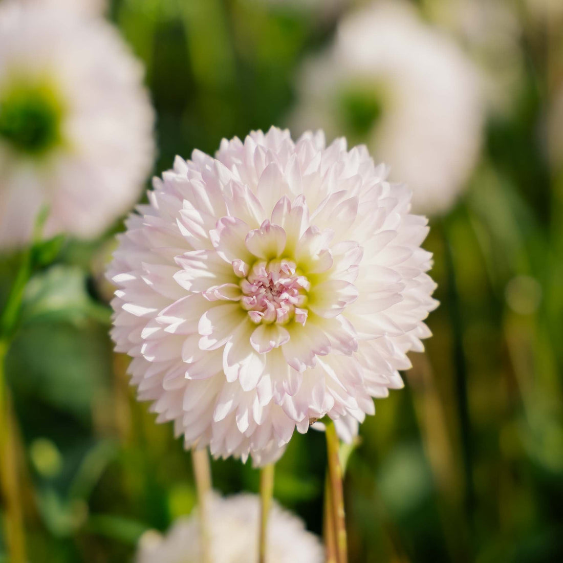 Dalia 'Sakura Fubuki'