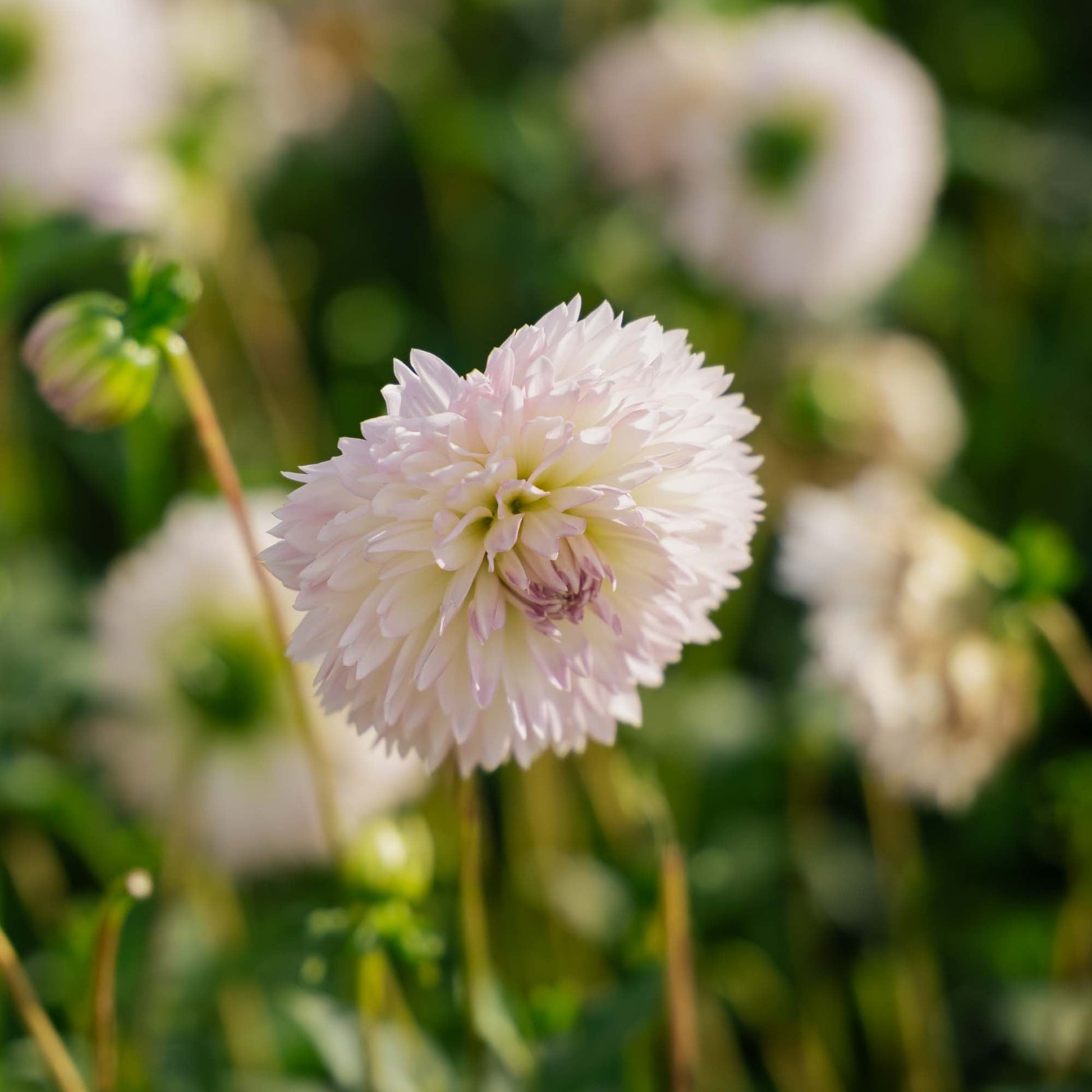 Dalia 'Sakura Fubuki'