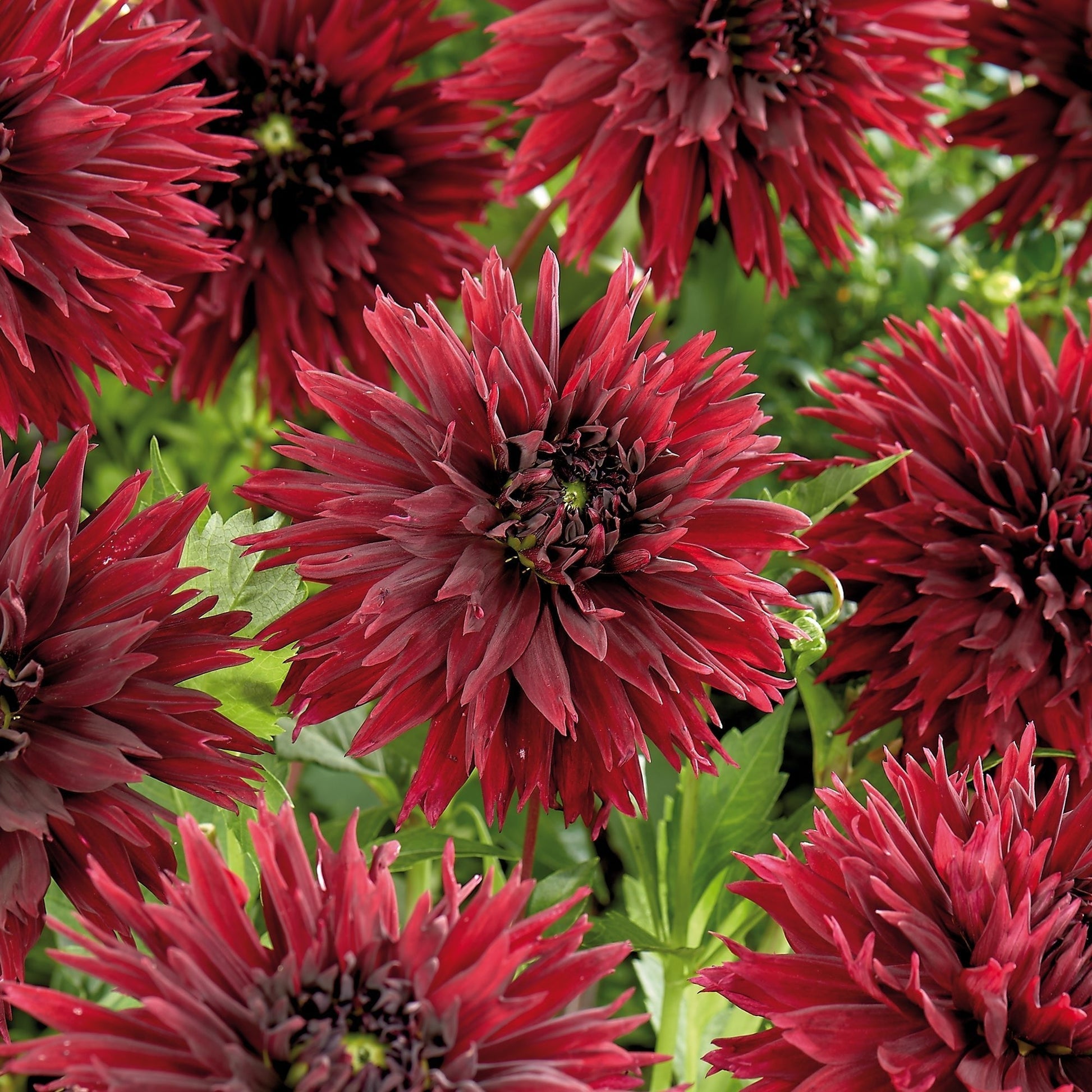 Dalia 'Sam Hopkins'