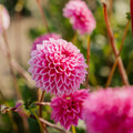 Dalia 'Sandra'