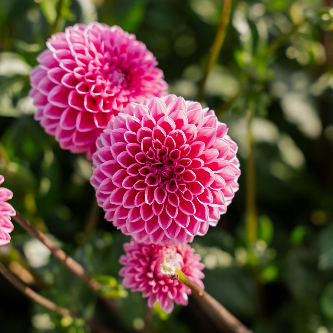 Dalia 'Sandra'
