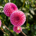 Dalia 'Sandra'