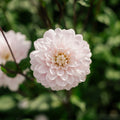 Dalia 'Silver Years'
