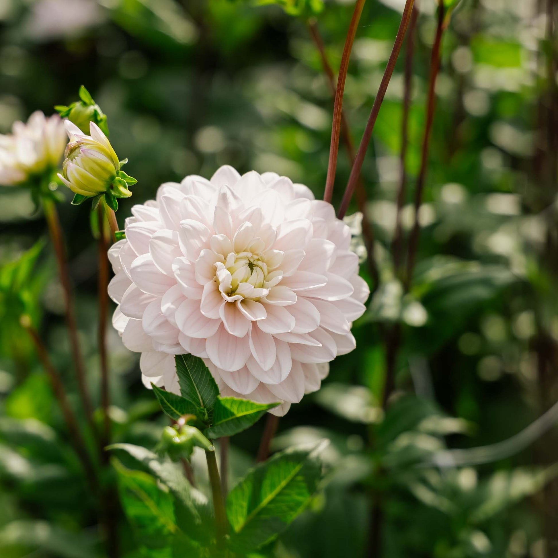 Dalia 'Silver Years'