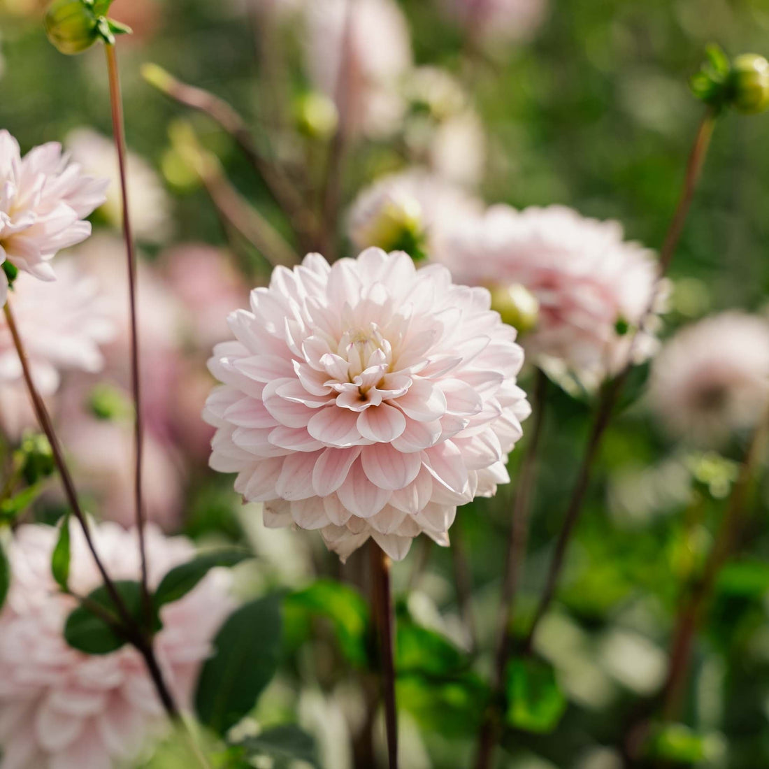 Dalia 'Silver Years'