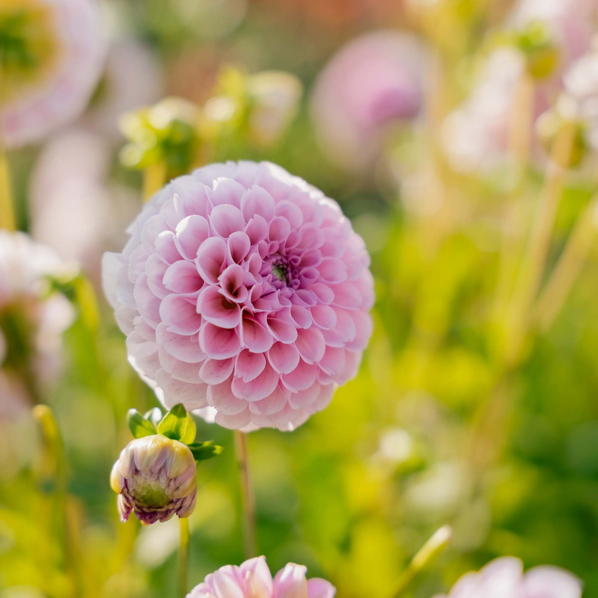 Dalia 'Stolze von Berlin'